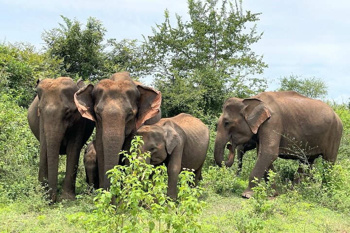 Udawalawe Safari com Hotel Pick-up e todos os transportes - Tour Privado