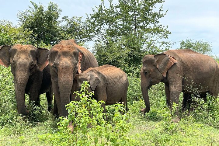 Udawalawe Safari com Hotel Pick-up e todos os transportes - Tour Privado