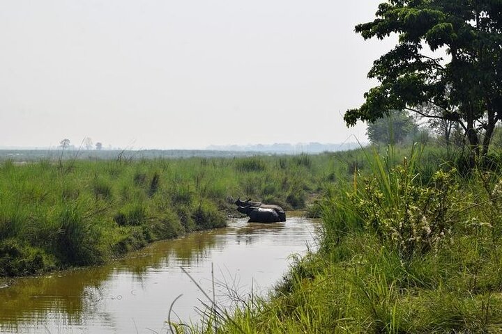 Halve dag Jeep Safari delen in Chitwan National Park
