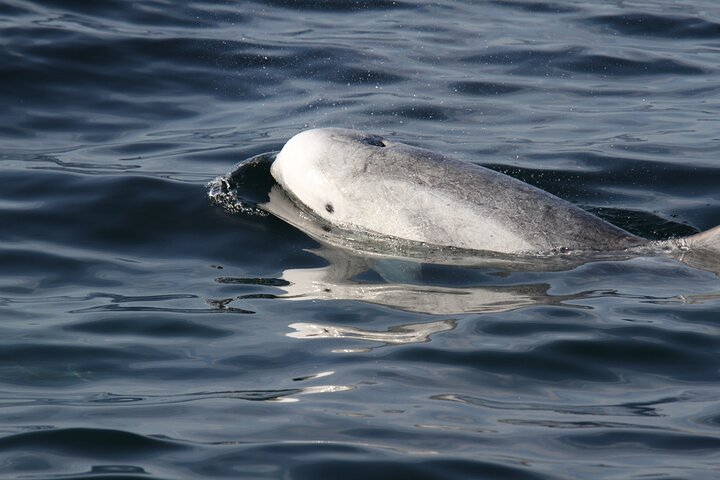 San Diego Whale / Dolphin Watching kryssning ombord på lyxfartyg