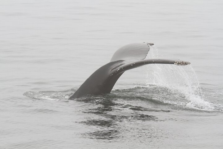San Diego Whale / Dolphin Watching kryssning ombord på lyxfartyg