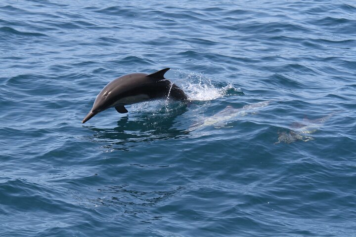 San Diego Whale / Dolphin Watching kryssning ombord på lyxfartyg