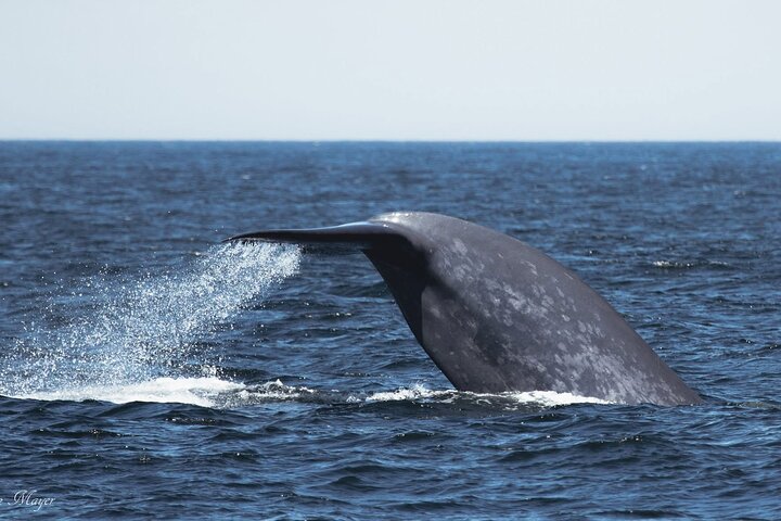 San Diego Whale / Dolphin Watching kryssning ombord på lyxfartyg