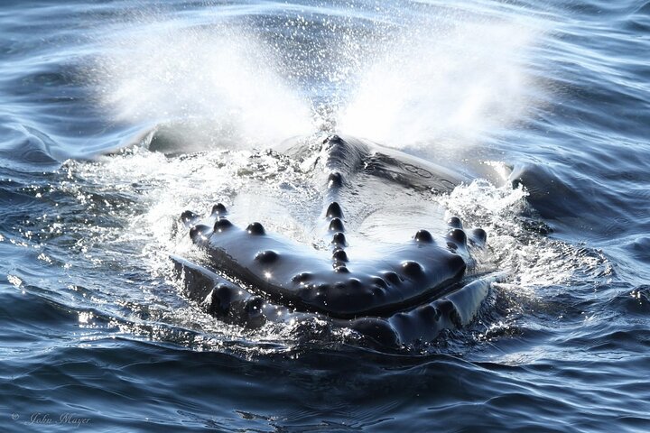 San Diego Whale / Dolphin Watching kryssning ombord på lyxfartyg
