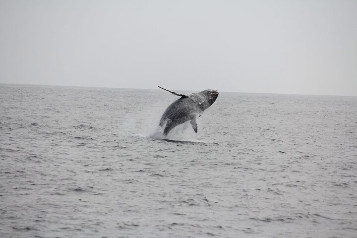 San Diego Whale / Dolphin Watching kryssning ombord på lyxfartyg