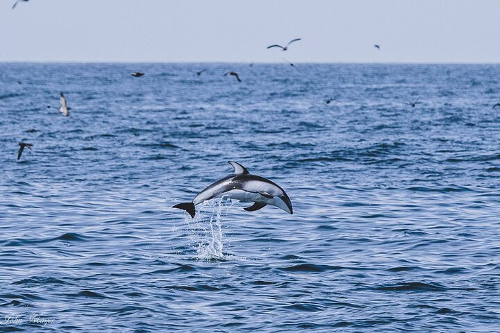 San Diego Whale / Dolphin Watching kryssning ombord på lyxfartyg