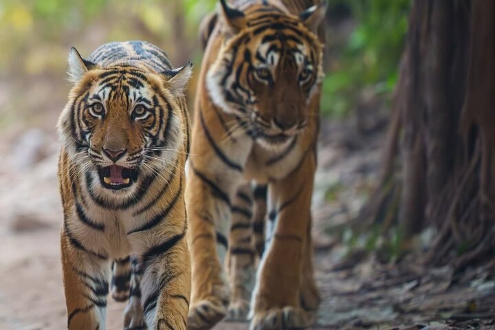 Ranthambore Tiger Safari | Gemeinsame Galopp-, Jeep- und Privatsafari