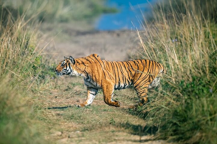 Ranthambore Tiger Safari | Gemeinsame Galopp-, Jeep- und Privatsafari