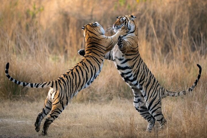 Ranthambore Tiger Safari | Gemeinsame Galopp-, Jeep- und Privatsafari