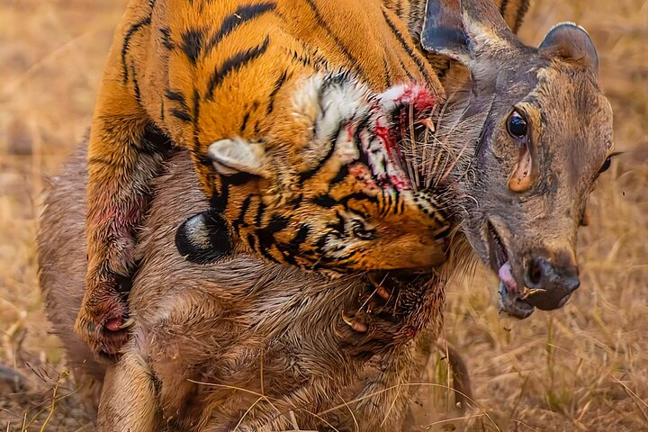 Ranthambore Tiger Safari | Gemeinsame Galopp-, Jeep- und Privatsafari