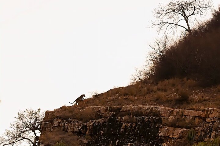 Ranthambore Tiger Safari | Gemeinsame Galopp-, Jeep- und Privatsafari
