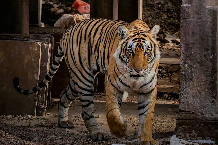 Ranthambore Tiger Safari | Gemeinsame Galopp-, Jeep- und Privatsafari