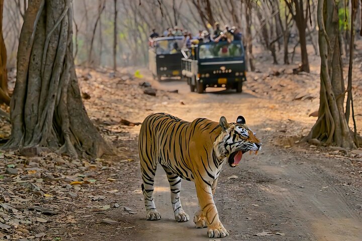 Ranthambore Tiger Safari | Gemeinsame Galopp-, Jeep- und Privatsafari