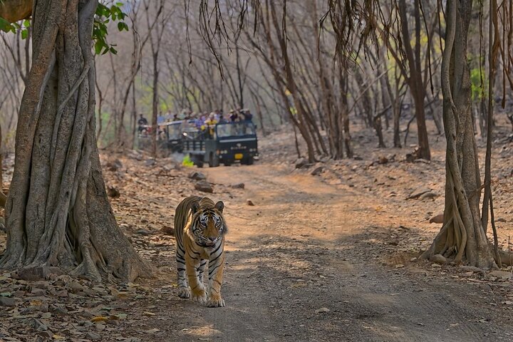 Ranthambore Tiger Safari | Gemeinsame Galopp-, Jeep- und Privatsafari