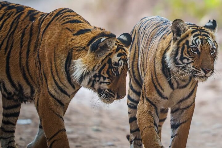 Ranthambore Tiger Safari | Gemeinsame Galopp-, Jeep- und Privatsafari