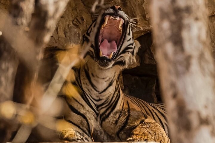 Ranthambore Tiger Safari | Gemeinsame Galopp-, Jeep- und Privatsafari