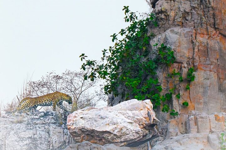Ranthambore Tiger Safari | Gemeinsame Galopp-, Jeep- und Privatsafari