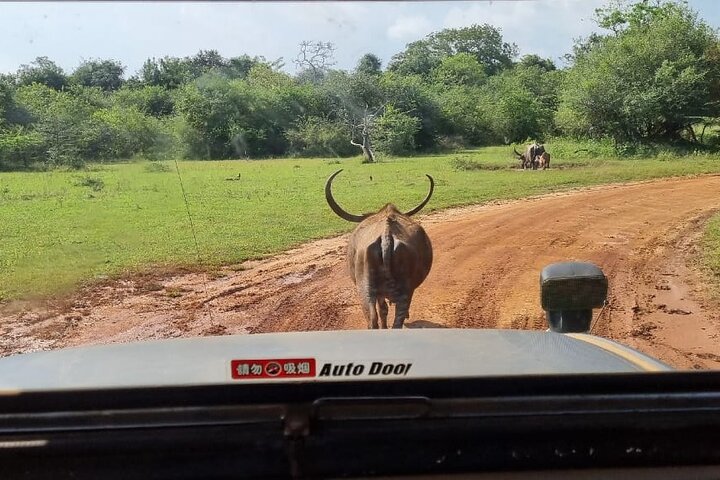 Safari Yala da Galle / Unawatuna / Waligama / MIrissa / Matara