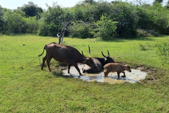 Safari Yala da Galle / Unawatuna / Waligama / MIrissa / Matara