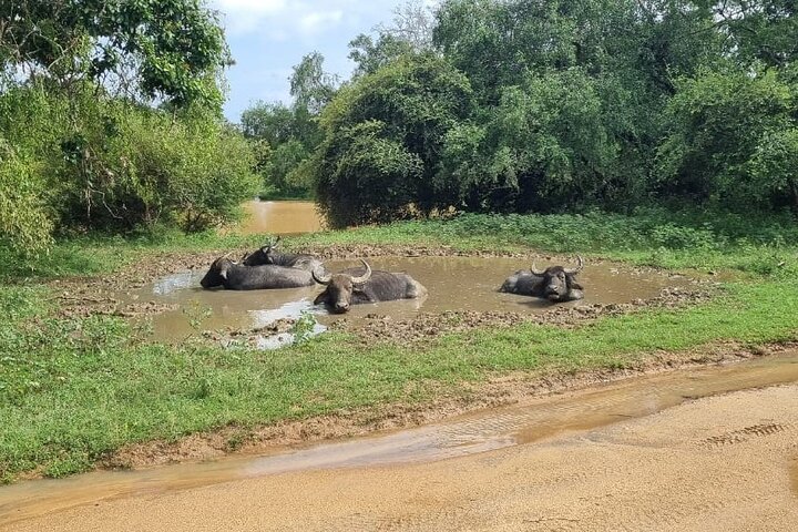 Safari Yala da Galle / Unawatuna / Waligama / MIrissa / Matara