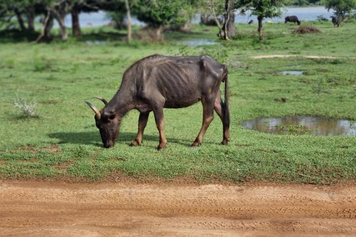 Safari Yala da Galle / Unawatuna / Waligama / MIrissa / Matara