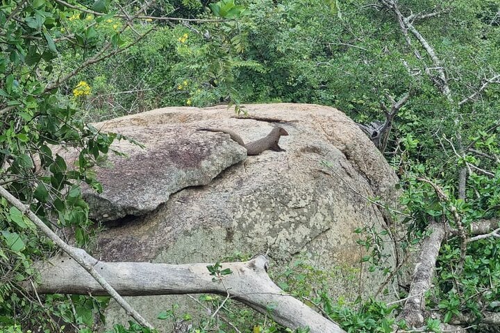 Safari Yala da Galle / Unawatuna / Waligama / MIrissa / Matara