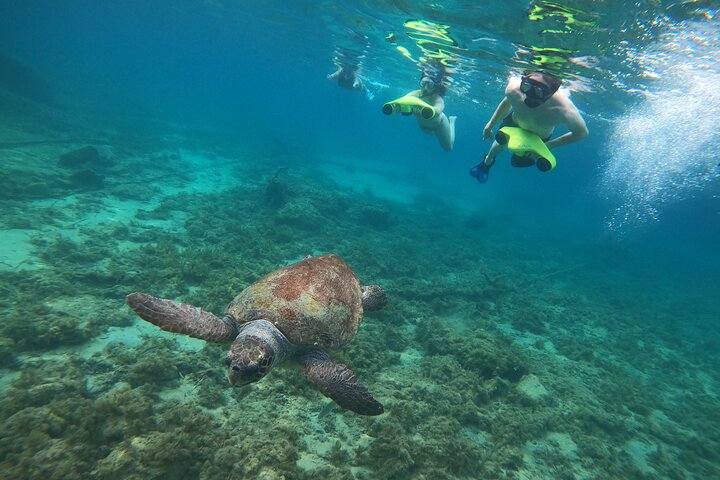 paphos:turtle-watching snorkeling sea scooter trip with guide