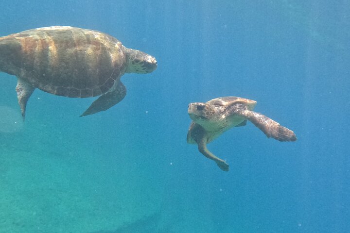 paphos:turtle-watching snorkeling sea scooter trip with guide