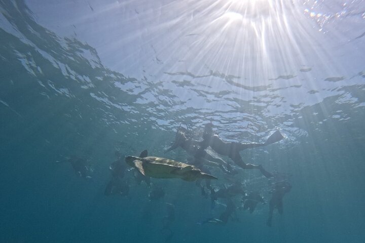 paphos:turtle-watching snorkeling sea scooter trip with guide