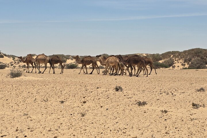 Aventura de dia inteiro no Deserto até a Duna Branca, Imlil, Nômades e Mais