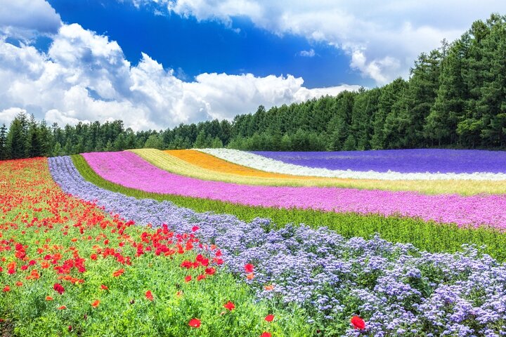 Hokkaido Biei Blue Pond Furano Flower Farm Ningle Terrace Trip