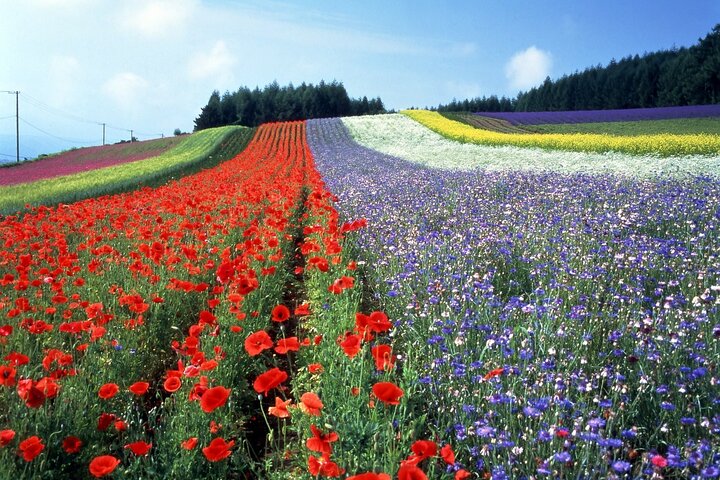 Hokkaido Biei Blue Pond Furano Flower Farm Ningle Terrace Trip