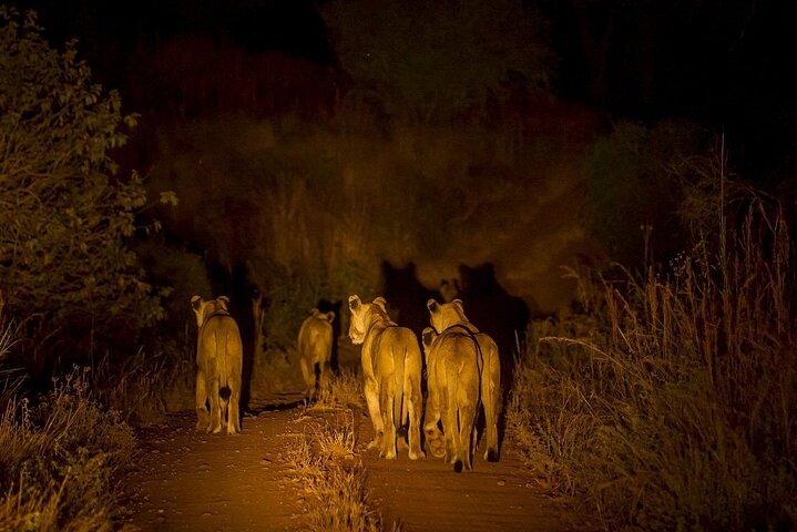 Kvällssafari i Pilanesberg från Sun City
