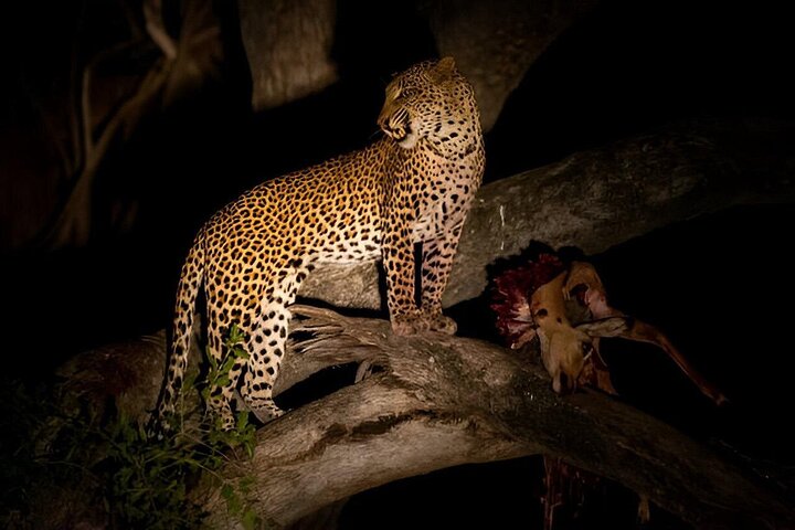 Kvällssafari i Pilanesberg från Sun City
