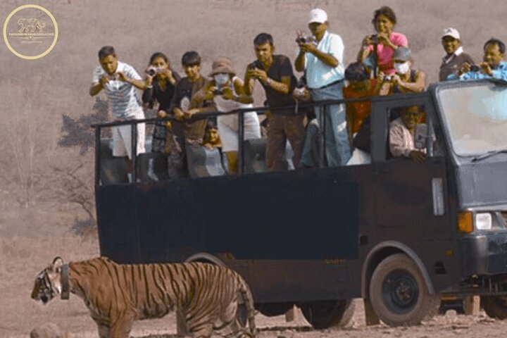 Safari della tigre nel parco nazionale di Ranthambore | Canter Opzioni