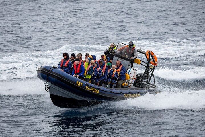 Tour di osservazione delle balene delle Azzorre – Ponta Delgada