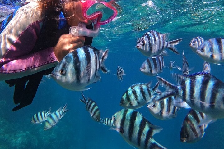 Blue Cave & Tropical Fish Private Schnorcheln !Kostenlose Foto Geschenk