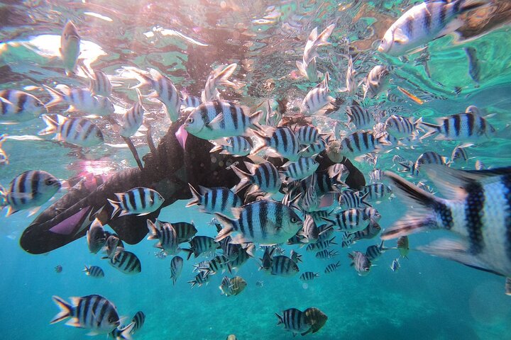 Blue Cave & Tropical Fish Private Schnorcheln !Kostenlose Foto Geschenk