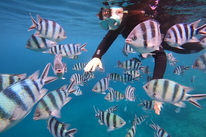 Blue Cave & Tropical Fish Private Schnorcheln !Kostenlose Foto Geschenk