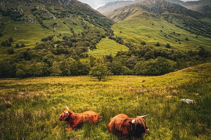 Glencoe og Glen Nevis Private Halvdagstur fra Fort William
