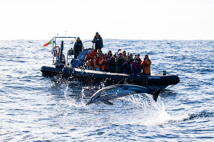 Tour di osservazione delle balene delle Azzorre – Ponta Delgada