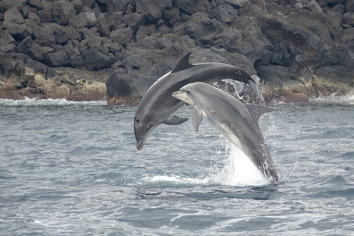 Tour di osservazione delle balene delle Azzorre – Ponta Delgada