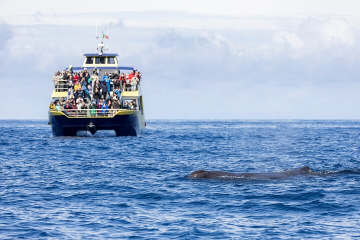 Tour di osservazione delle balene delle Azzorre – Ponta Delgada