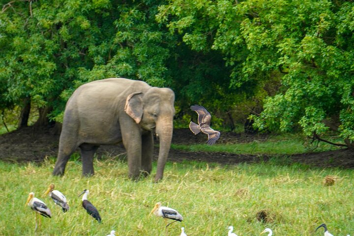 Sigiriya Hike & Minneriya Safari Privétour van een hele dag