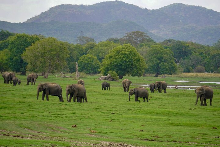 Sigiriya Hike & Minneriya Safari Privétour van een hele dag