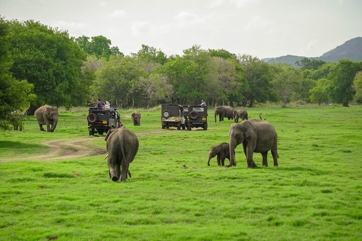 Sigiriya Hike & Minneriya Safari Privétour van een hele dag