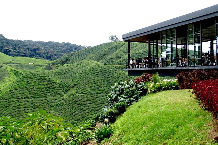 Excursion d'une journée à Cameron Highlands au départ d'Ipoh avec déjeuner et forêt moussue