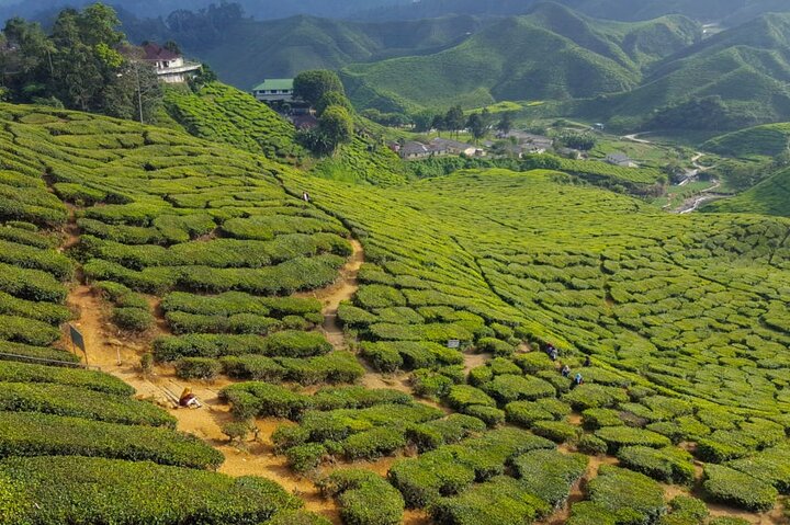 Excursion d'une journée à Cameron Highlands au départ d'Ipoh avec déjeuner et forêt moussue
