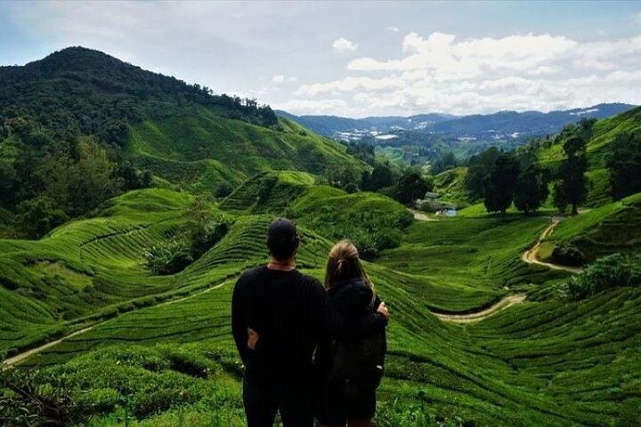 Excursion d'une journée à Cameron Highlands au départ d'Ipoh avec déjeuner et forêt moussue