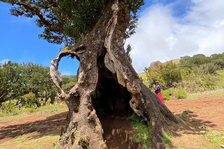 Floresta Fanal, Skywalk & Lava Pools: Expedição 4x4 da Madeira Ocidental